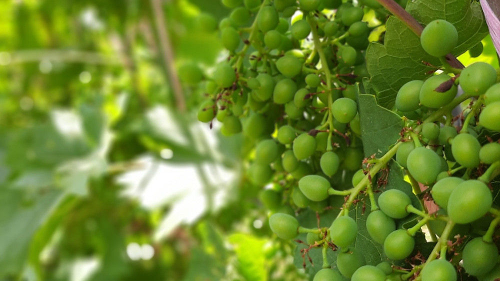 Za vikend Sajam vina, rakije, gastronomije i vinskog turizma  